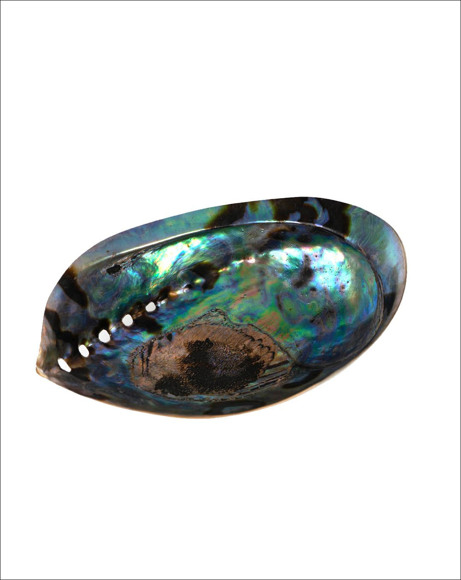 Picture of GREEN ABALONE SHELL