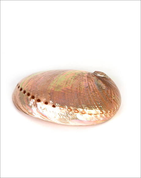 Picture of WHITE ABALONE SHELL
